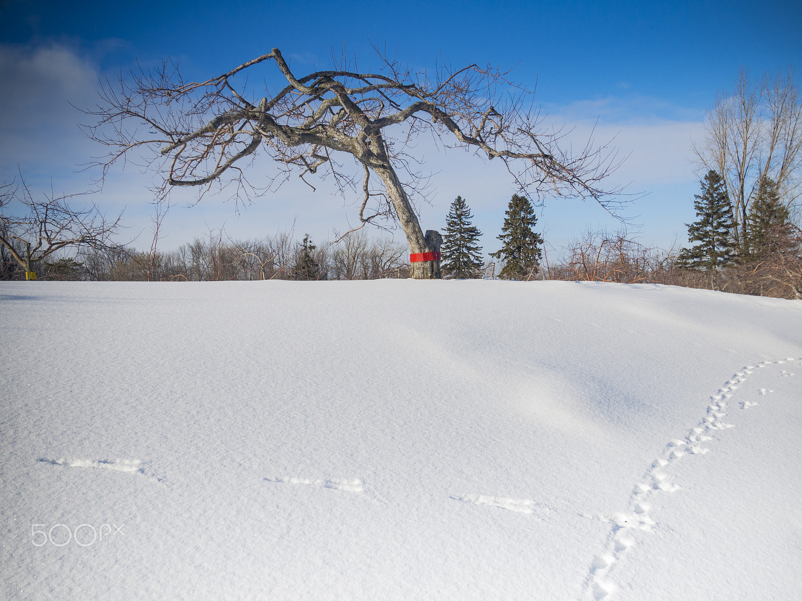 Olympus PEN E-PL5 sample photo. Winter landscape photography