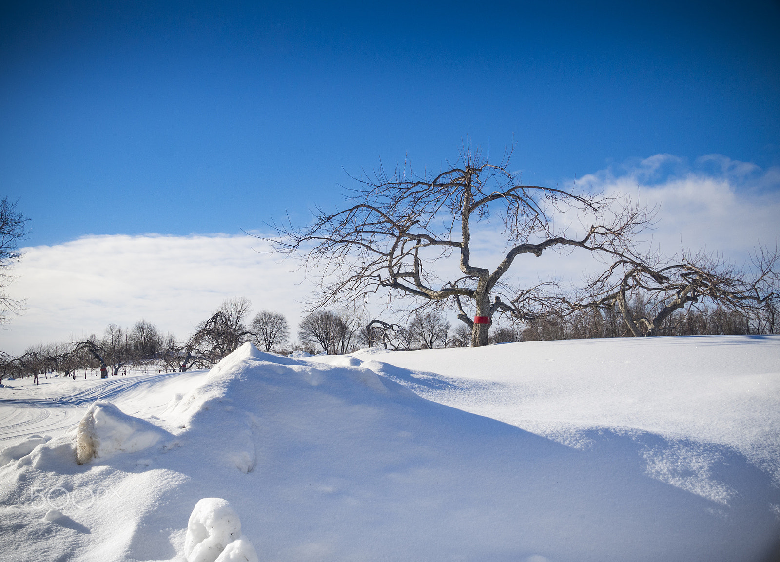 Olympus PEN E-PL5 sample photo. Winter landscape photography