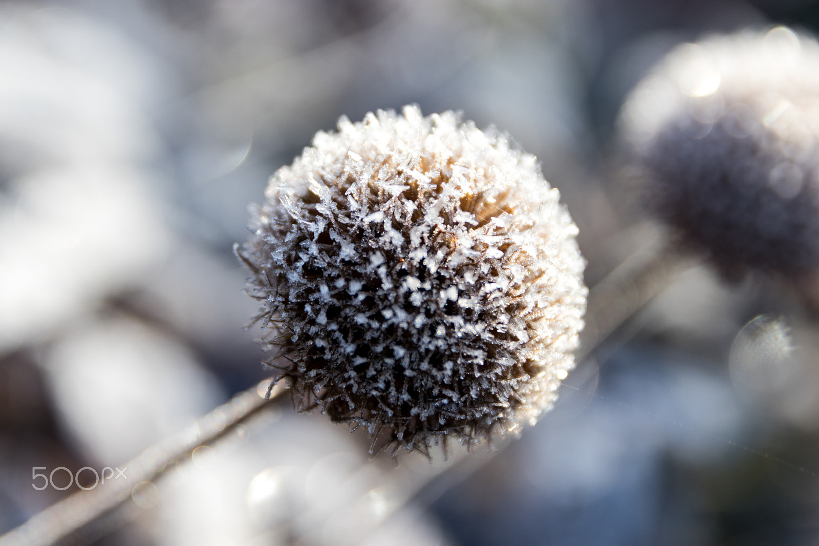 Canon EOS 80D sample photo. Ice crystals on a inflorescence photography