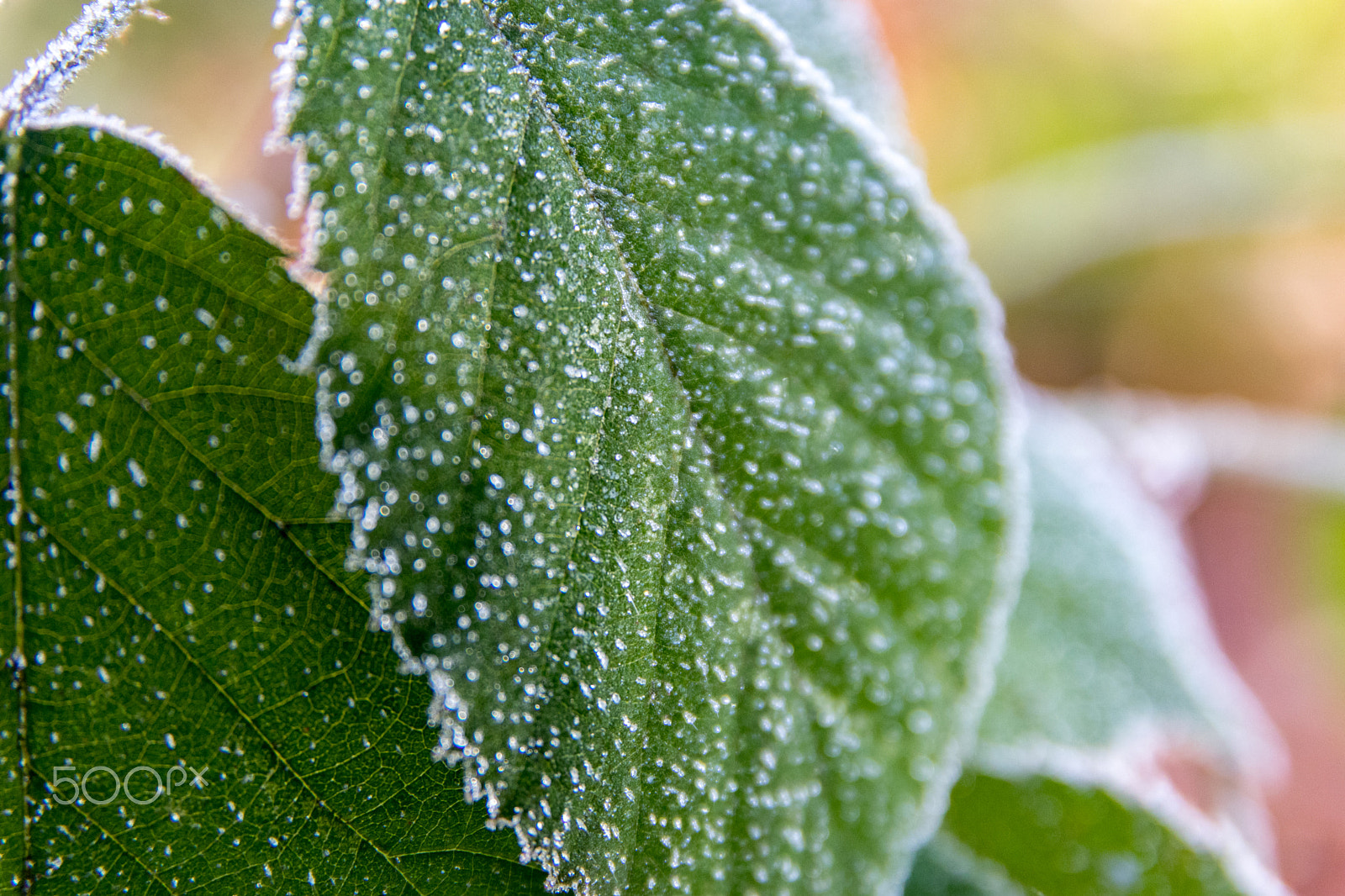 Canon EOS 80D + Sigma 17-70mm F2.8-4 DC Macro OS HSM sample photo. Frozen leaf photography