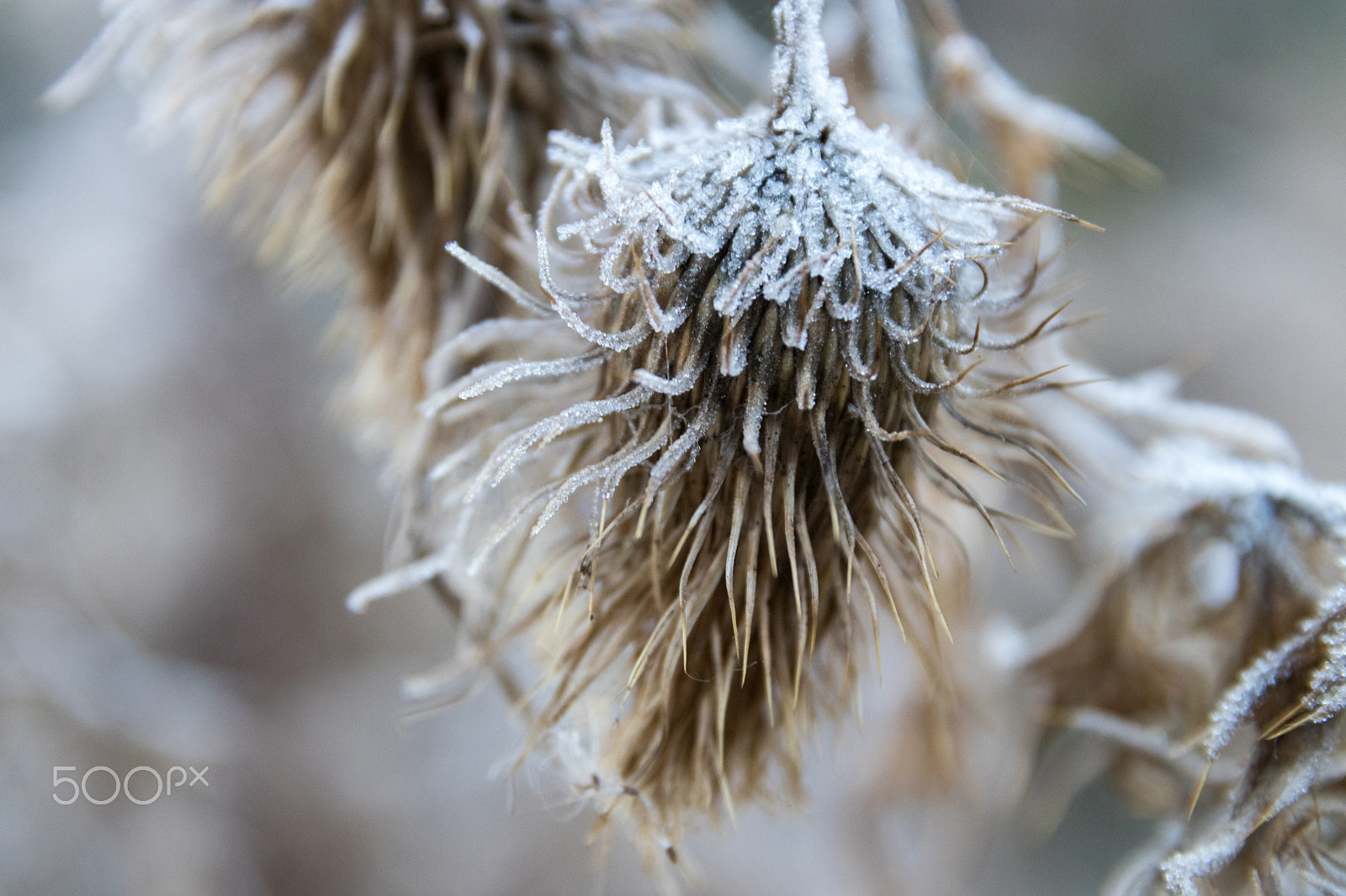 Canon EOS 80D + Sigma 17-70mm F2.8-4 DC Macro OS HSM sample photo. Frozen thistle photography