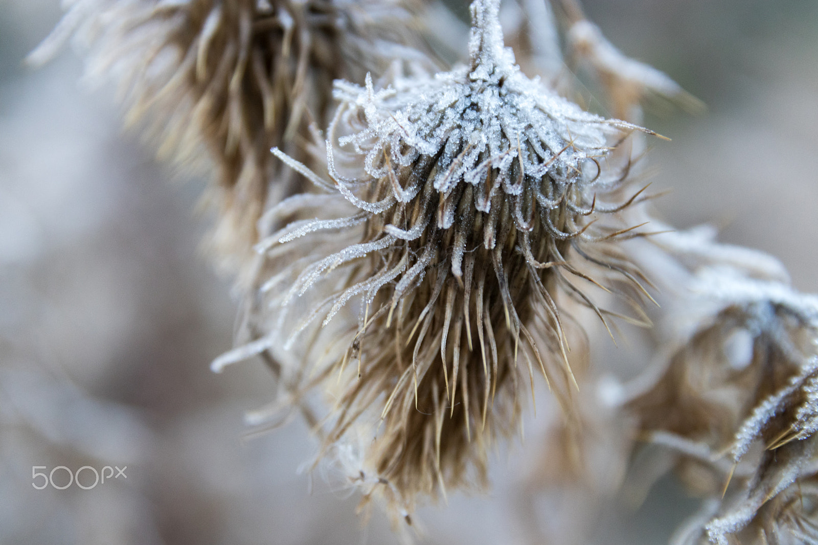 Canon EOS 80D sample photo. Frozen thistle photography