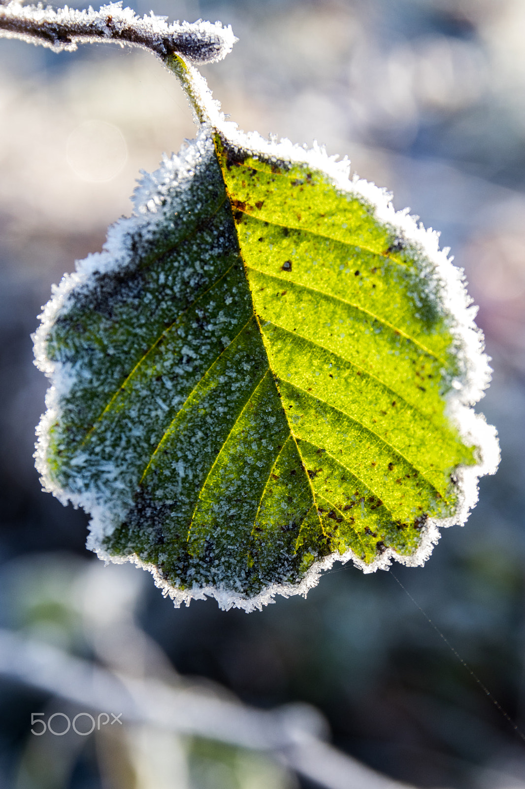 Canon EOS 80D sample photo. Frozen oak leaf photography