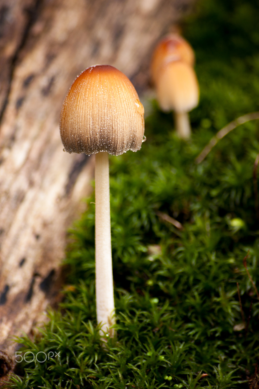 Sigma 55-200mm f/4-5.6 DC sample photo. Mushroom photography