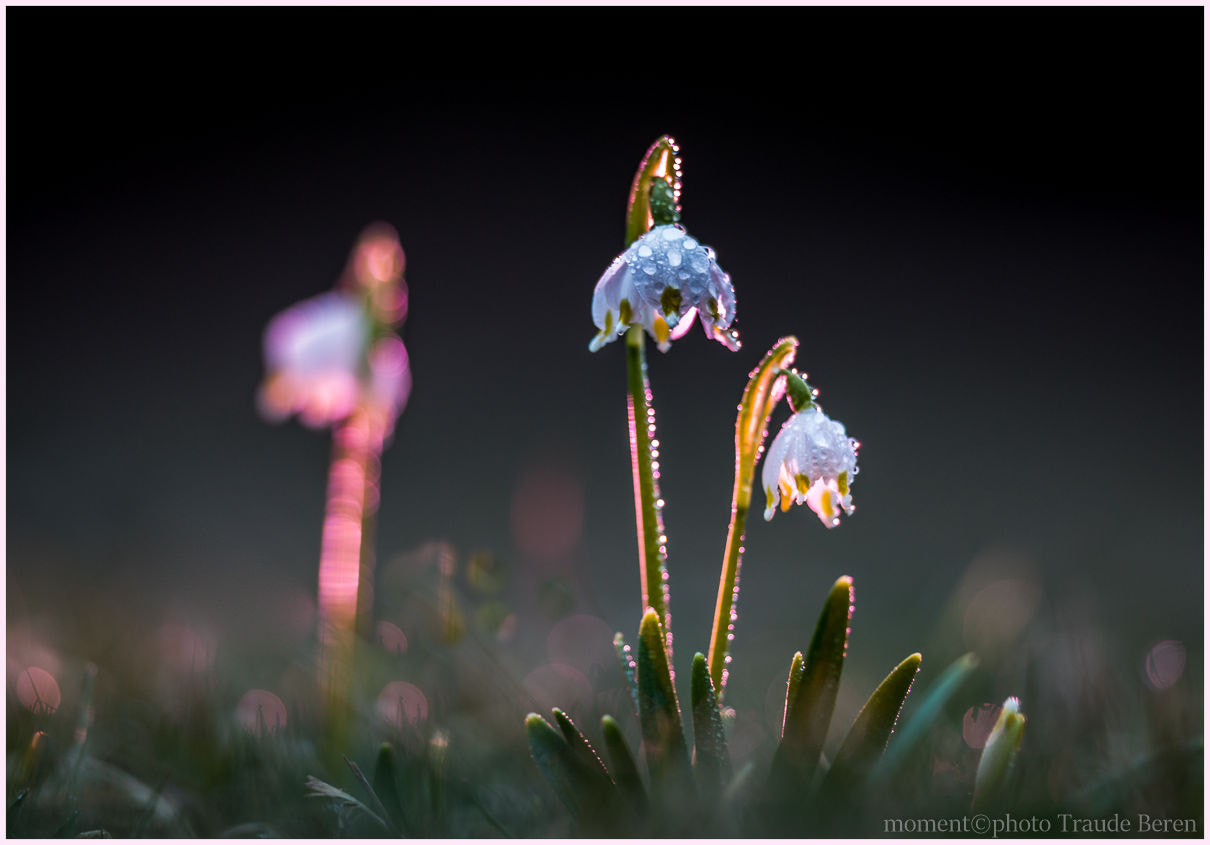 Canon EF 300mm F2.8L IS II USM sample photo. Guten morgen photography