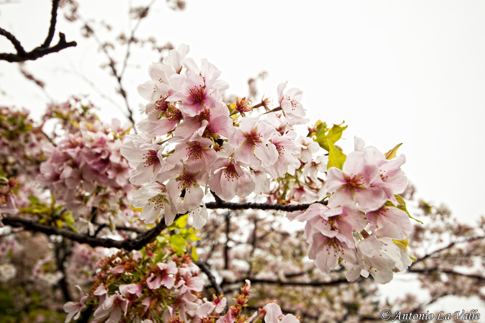 Canon EOS 5D Mark II sample photo. Giardino palazzo imperiale photography