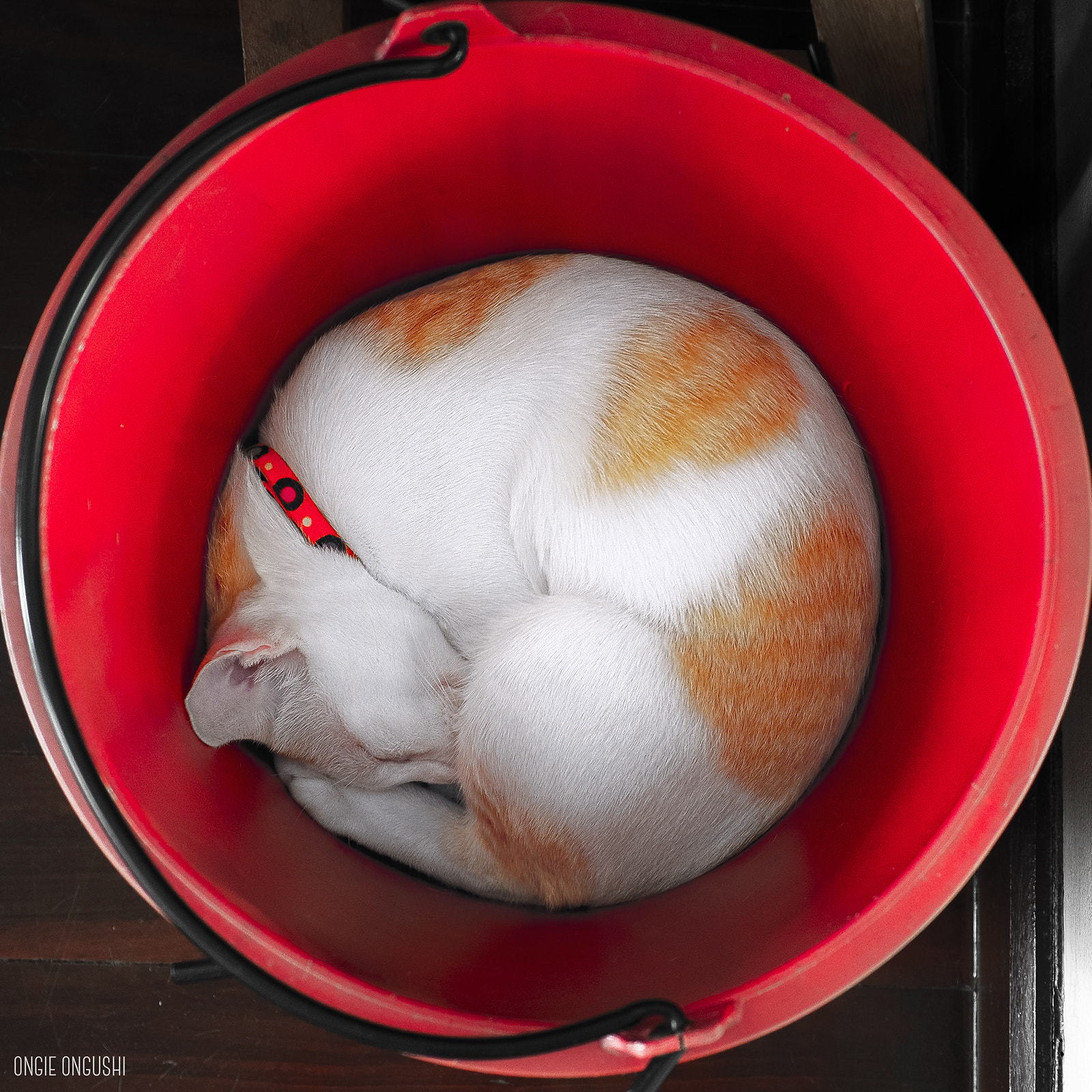 Olympus OM-D E-M10 II + Panasonic Leica DG Summilux 25mm F1.4 II ASPH sample photo. Cat 199: do not disturb photography
