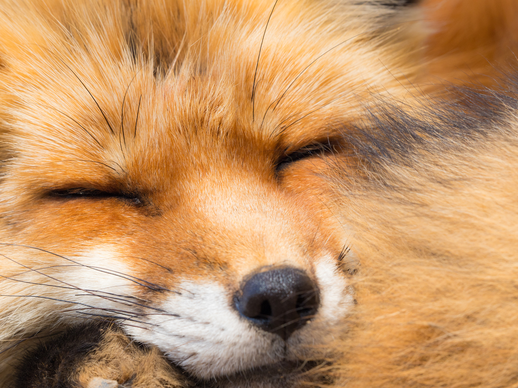 Olympus OM-D E-M1 Mark II + Olympus M.Zuiko Digital ED 40-150mm F2.8 Pro sample photo. Fox photography