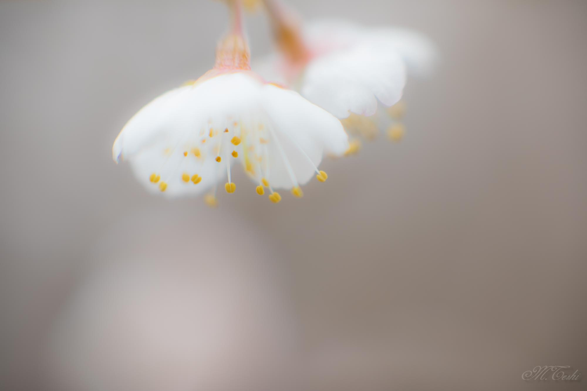 Canon EF 85mm F1.2L II USM sample photo. Cherry blossoms 2017-6 photography