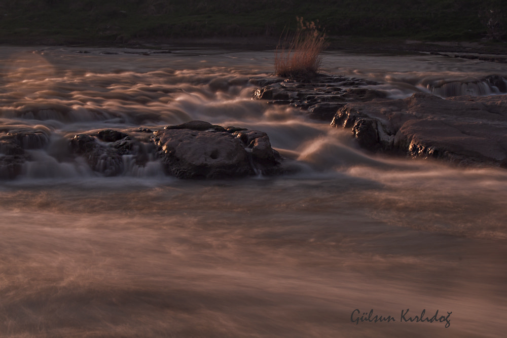 Canon EF-S 55-250mm F4-5.6 IS II sample photo. Zaman photography
