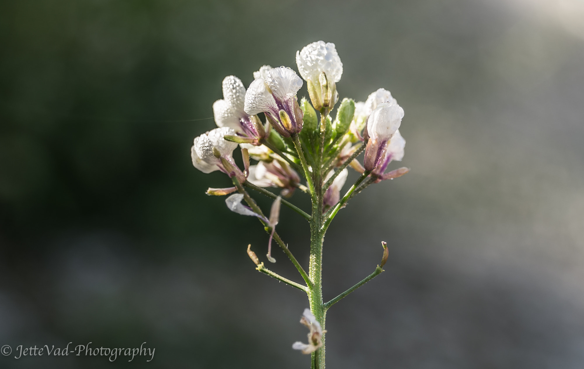 Sony E 18-200mm F3.5-6.3 OSS sample photo. White flower photography