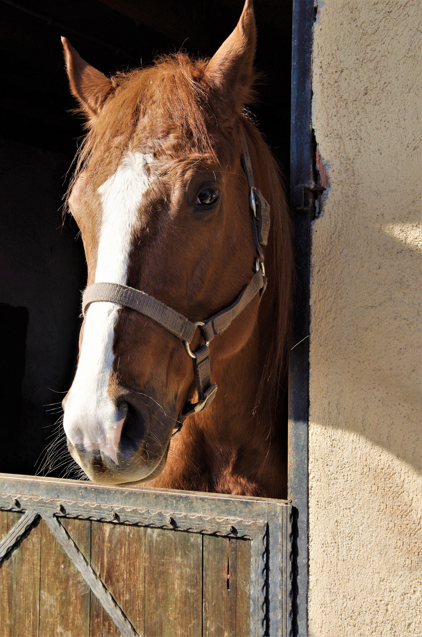 Pentax K-5 IIs sample photo. Auburn horse photography