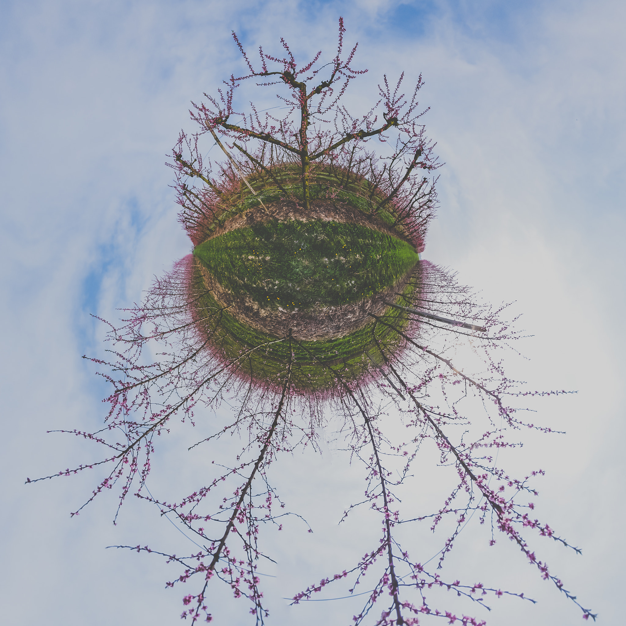 A Series Lens sample photo. Peschi in fiore photography