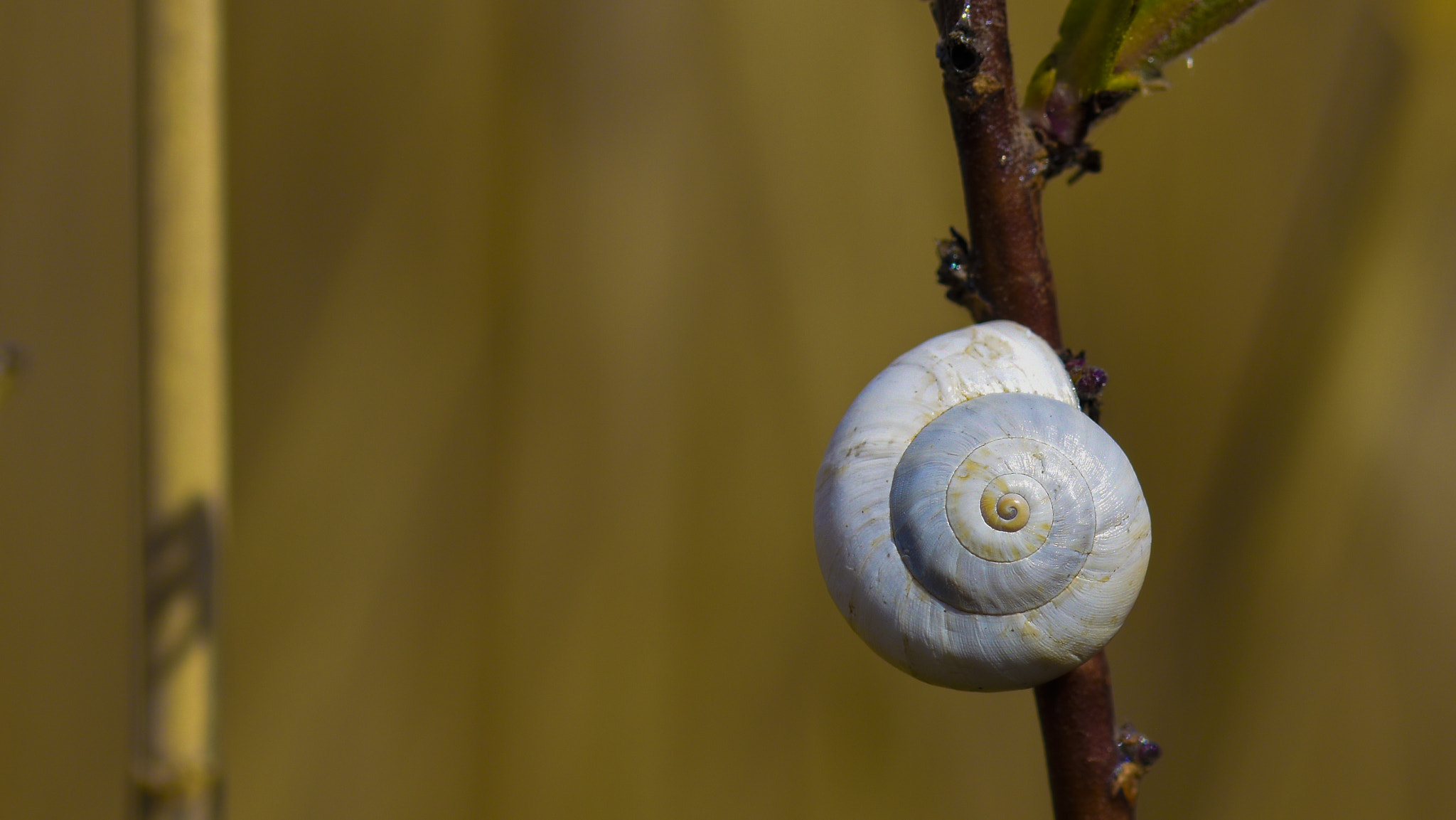 Sigma 105mm F2.8 EX DG OS HSM sample photo. Snail shell photography