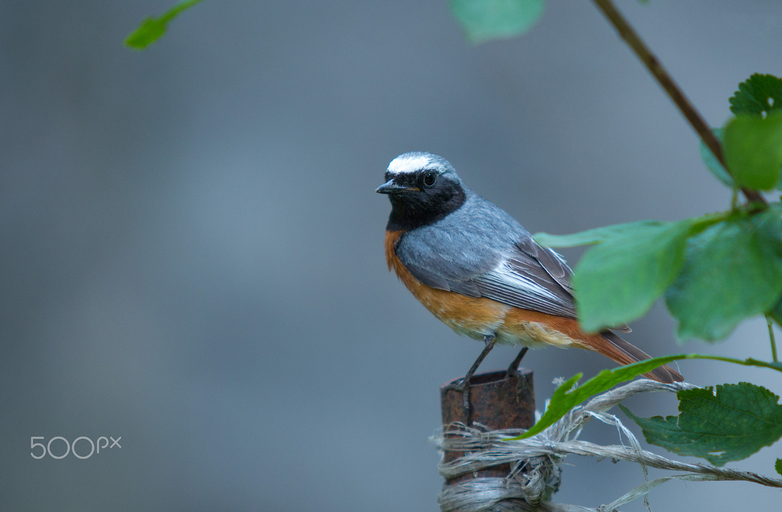 Canon EF 70-200mm F2.8L USM sample photo. Little bird photography