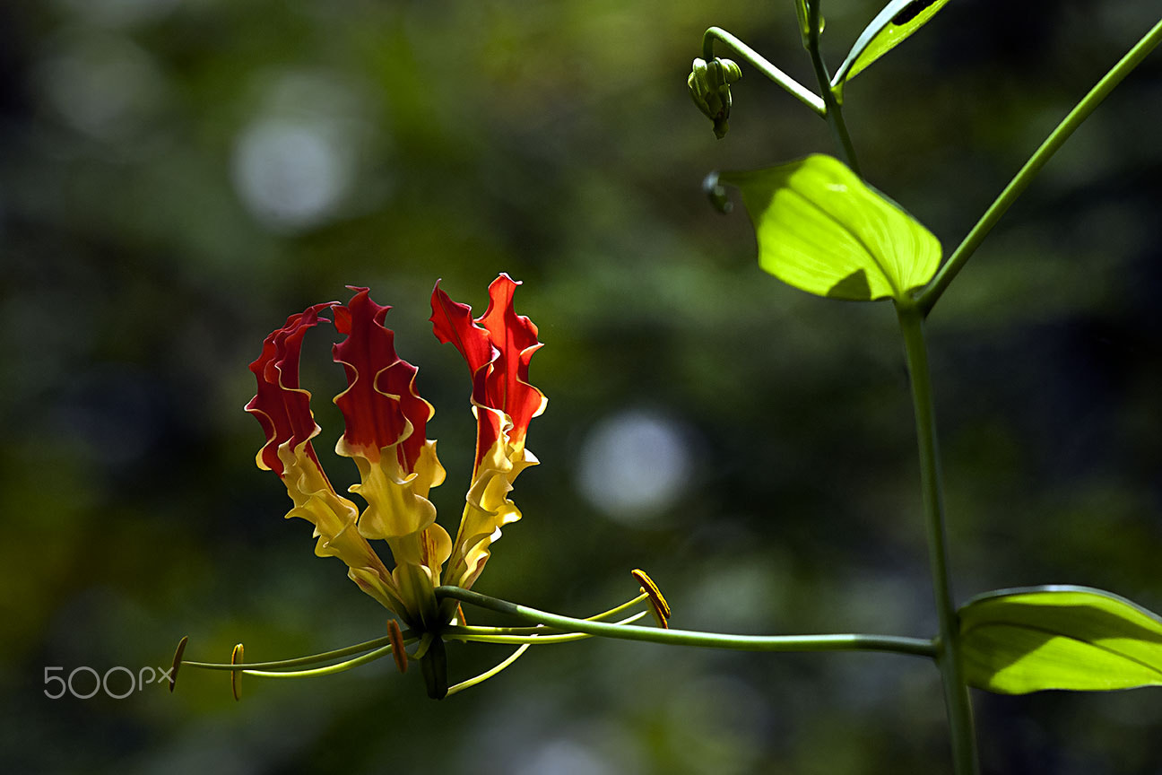 Nikon D80 sample photo. Vine photography