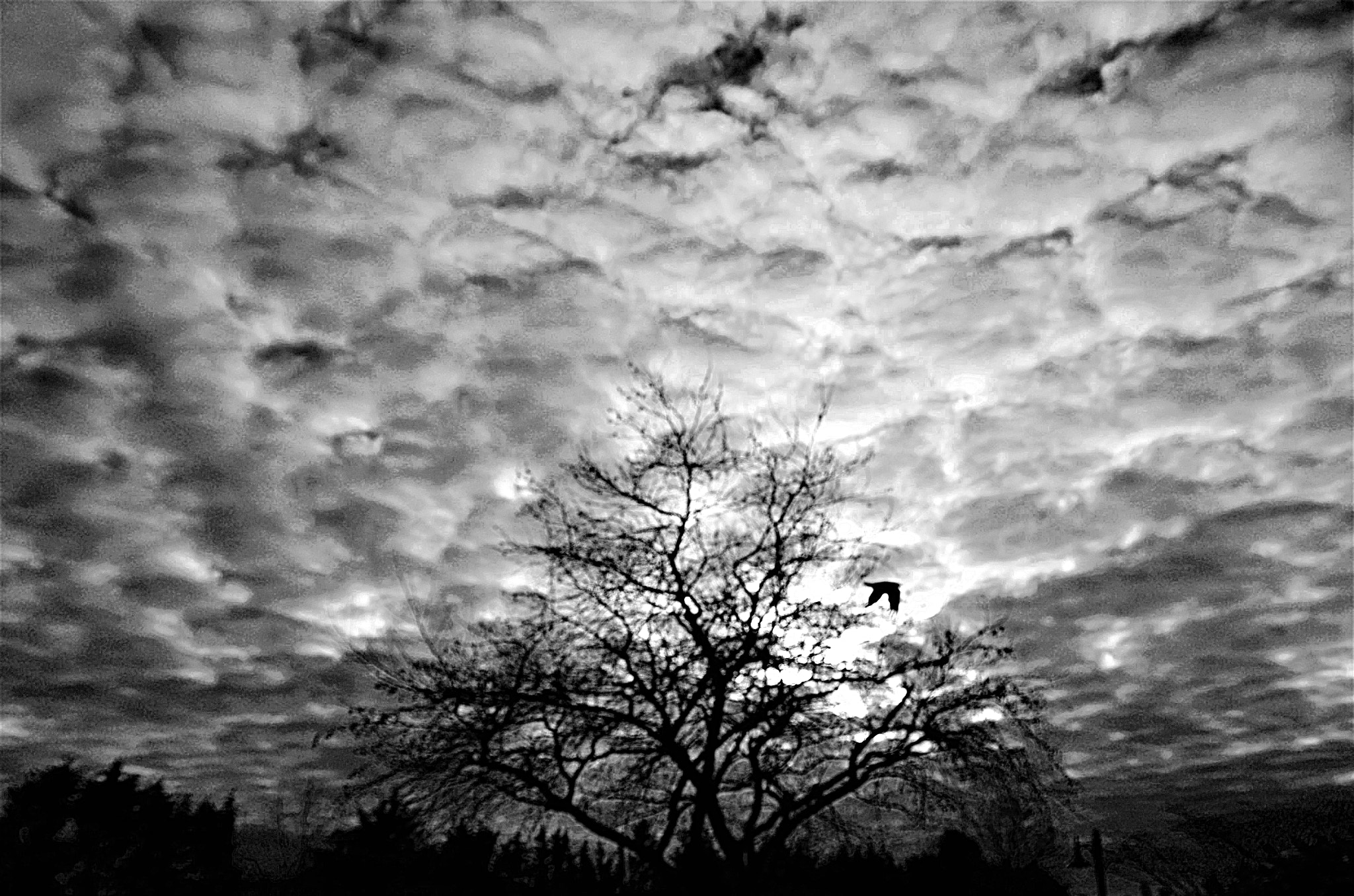 Pentax K-5 IIs sample photo. Solitery tree photography