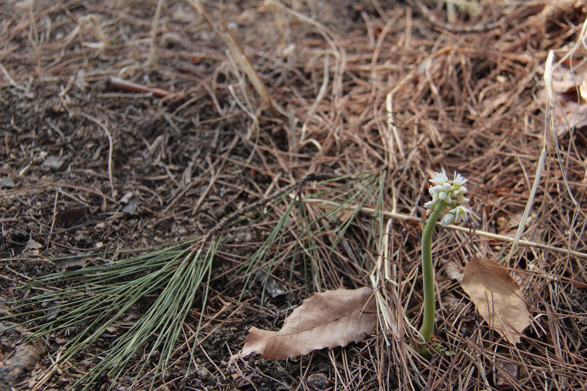 Canon EF-S 18-200mm F3.5-5.6 IS sample photo. 봄 봄 봄`````생명력^^ photography