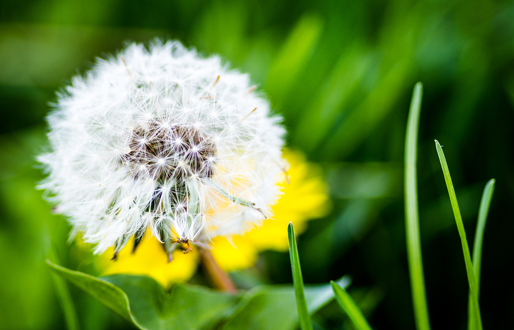 Tokina AT-X Pro 100mm F2.8 Macro sample photo. N photography