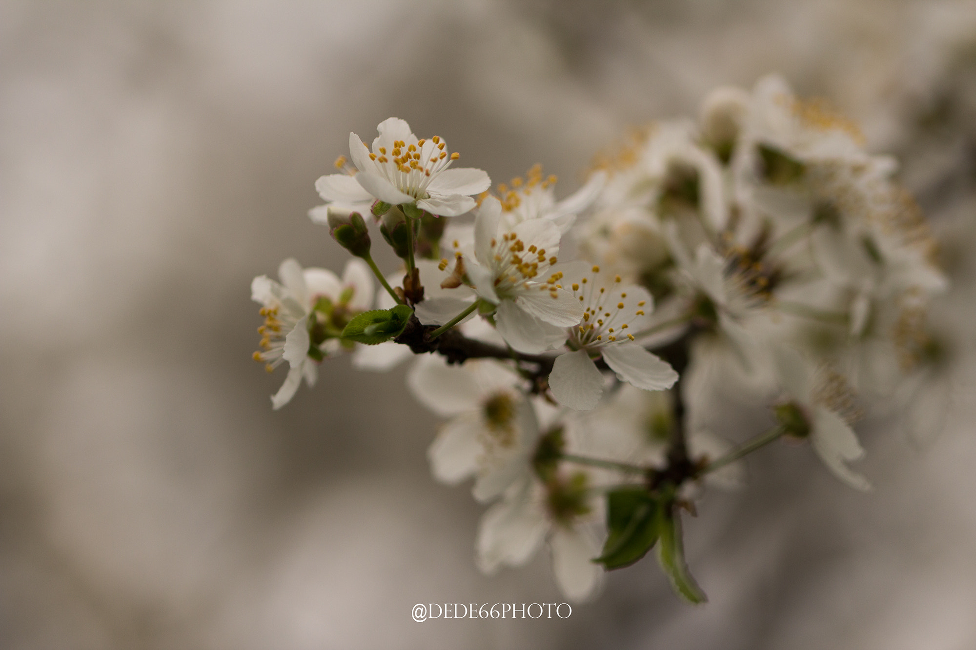 Sigma 105mm F2.8 EX DG OS HSM sample photo