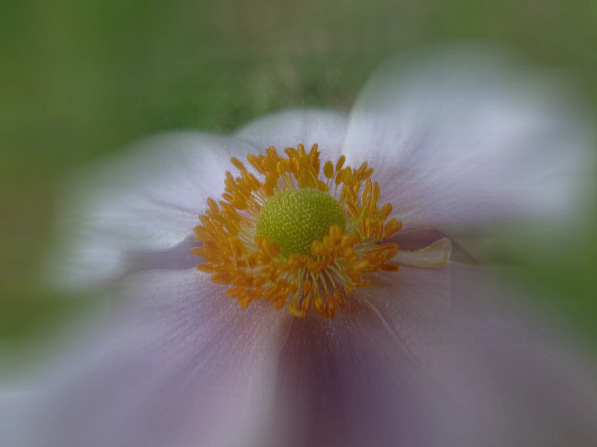 Panasonic Lumix DMC-ZS5 (Lumix DMC-TZ8) sample photo. Buenos días! photography