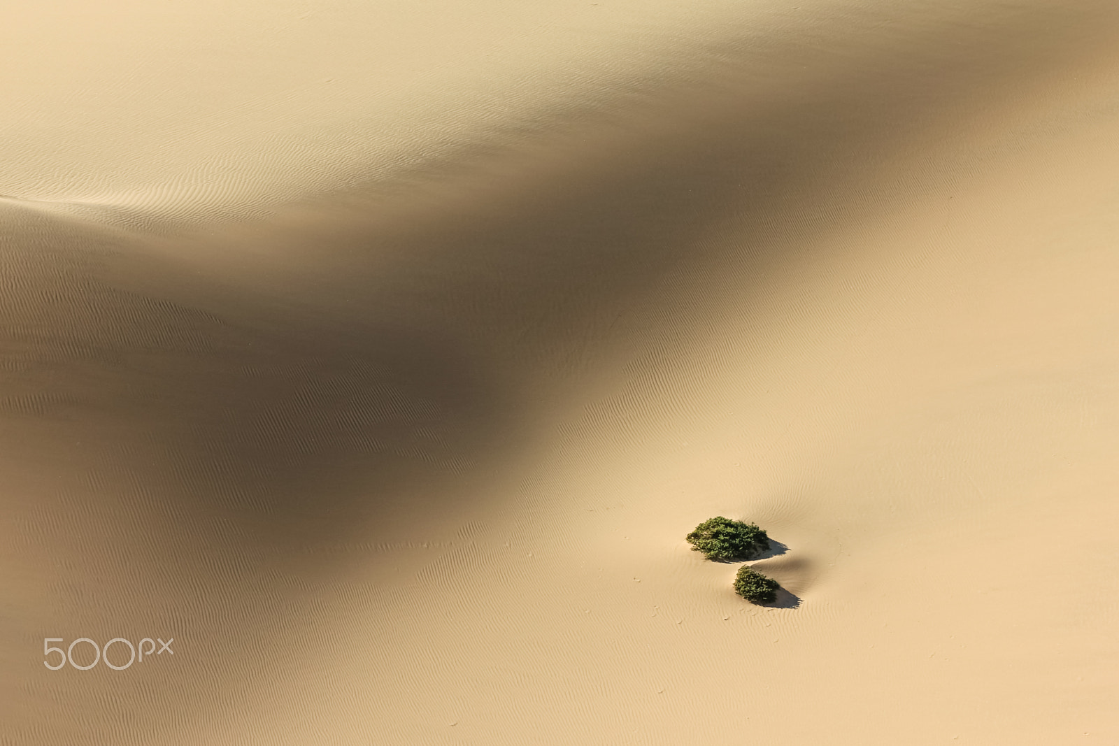 Canon EOS 550D (EOS Rebel T2i / EOS Kiss X4) sample photo. Plants in sand dune desert. challenge to survive. photography