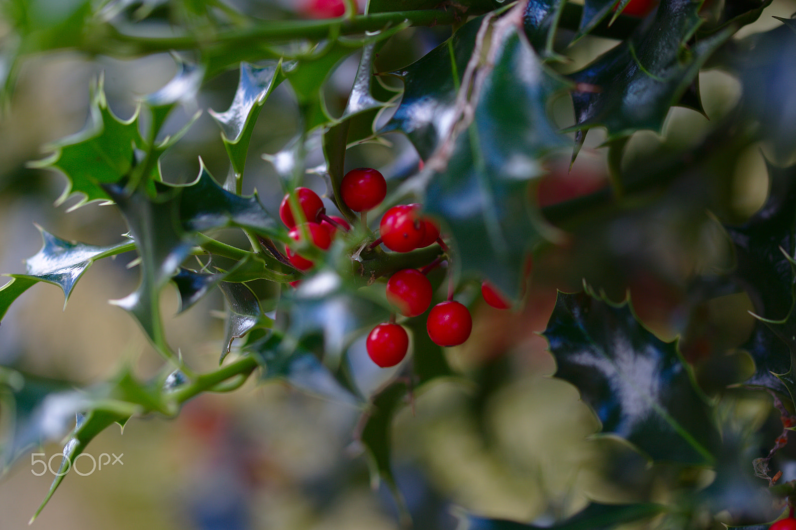Sigma 105mm F2.8 EX DG OS HSM sample photo. Red berries photography