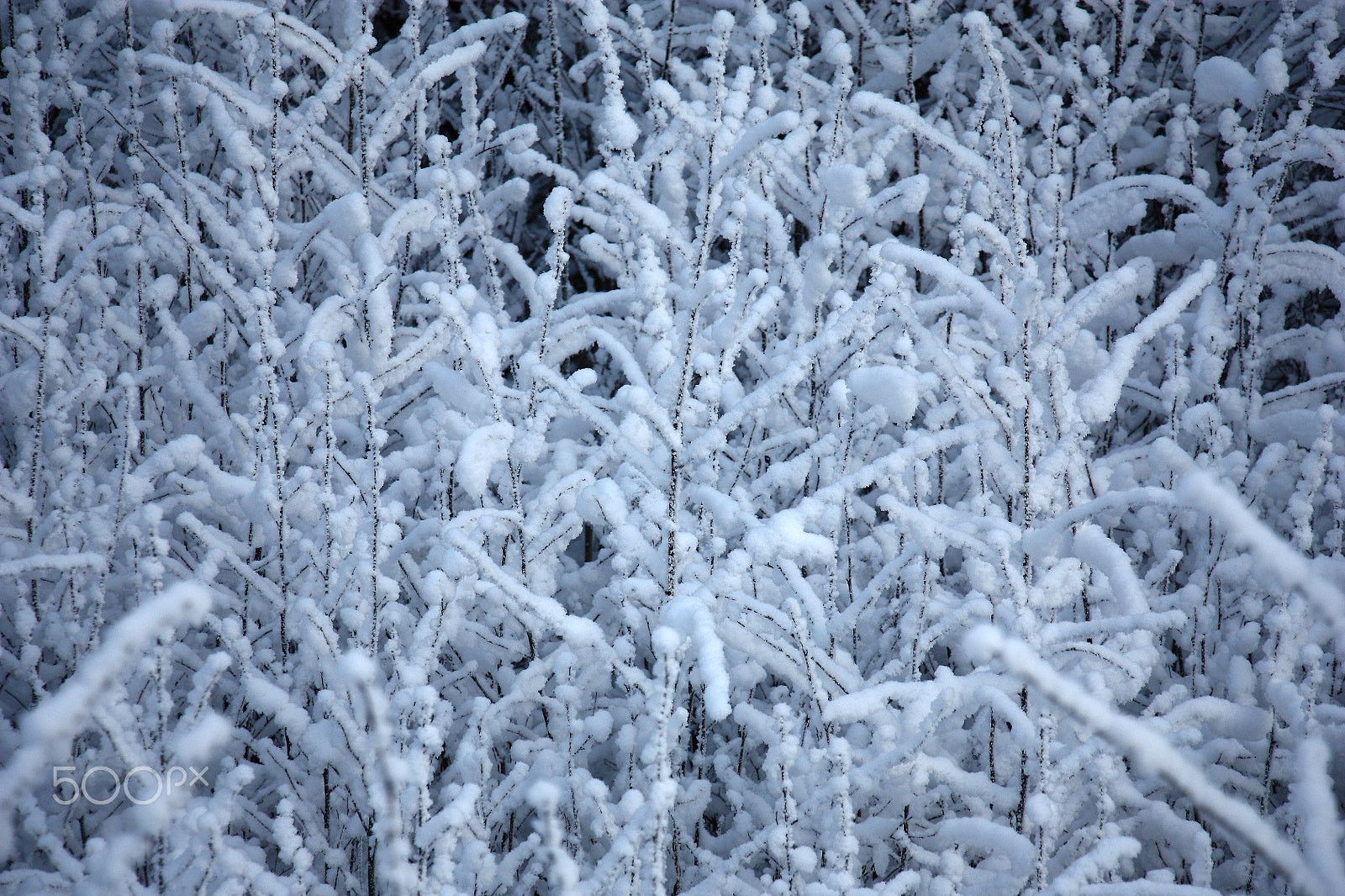 Canon EOS 450D (EOS Rebel XSi / EOS Kiss X2) sample photo. Branches in snow. photography