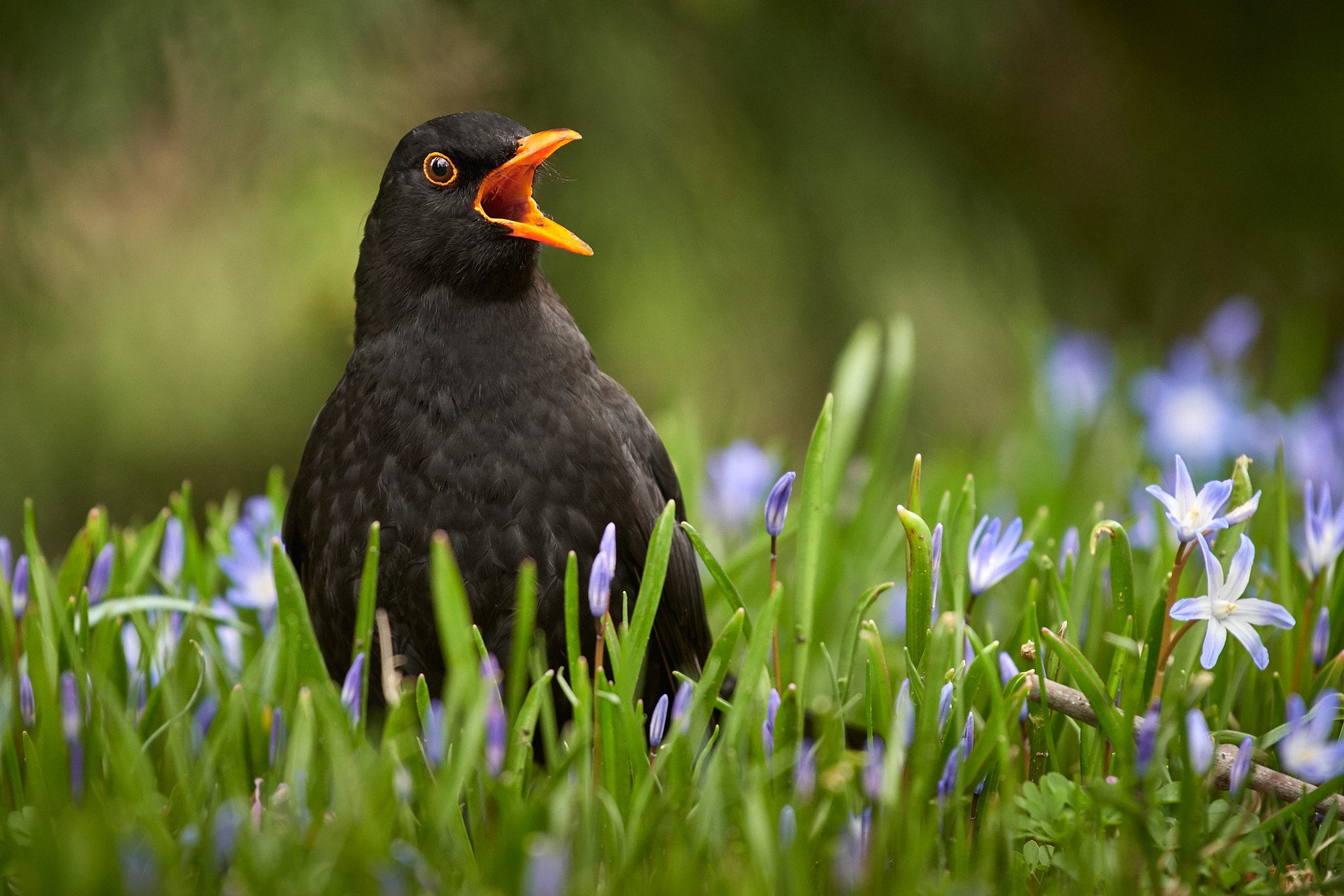 Nikon AF-S Nikkor 200-500mm F5.6E ED VR sample photo. Spring melody maker photography
