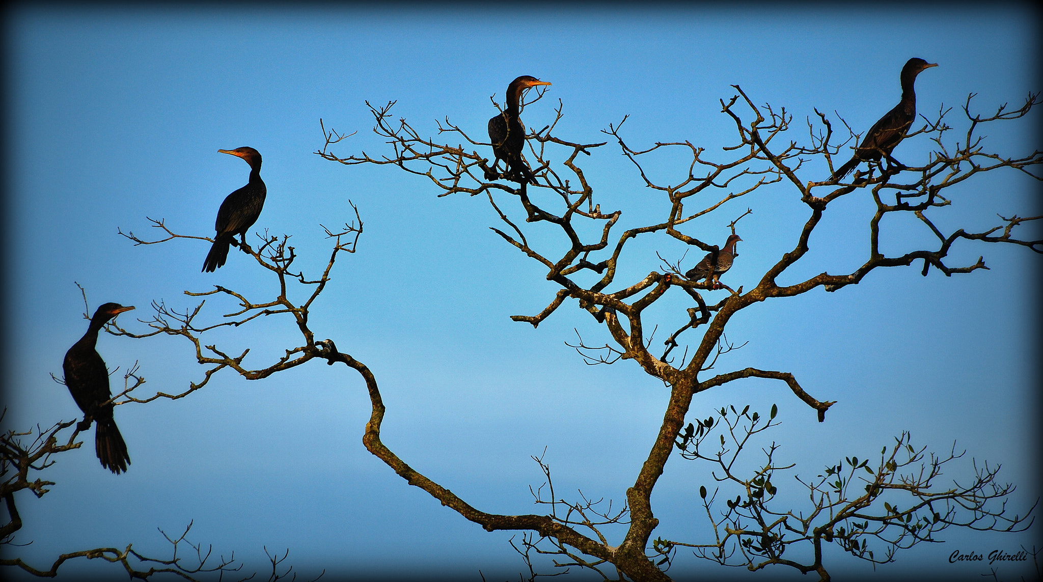 Nikon D3000 sample photo. Biguás- neotropic cormorant photography