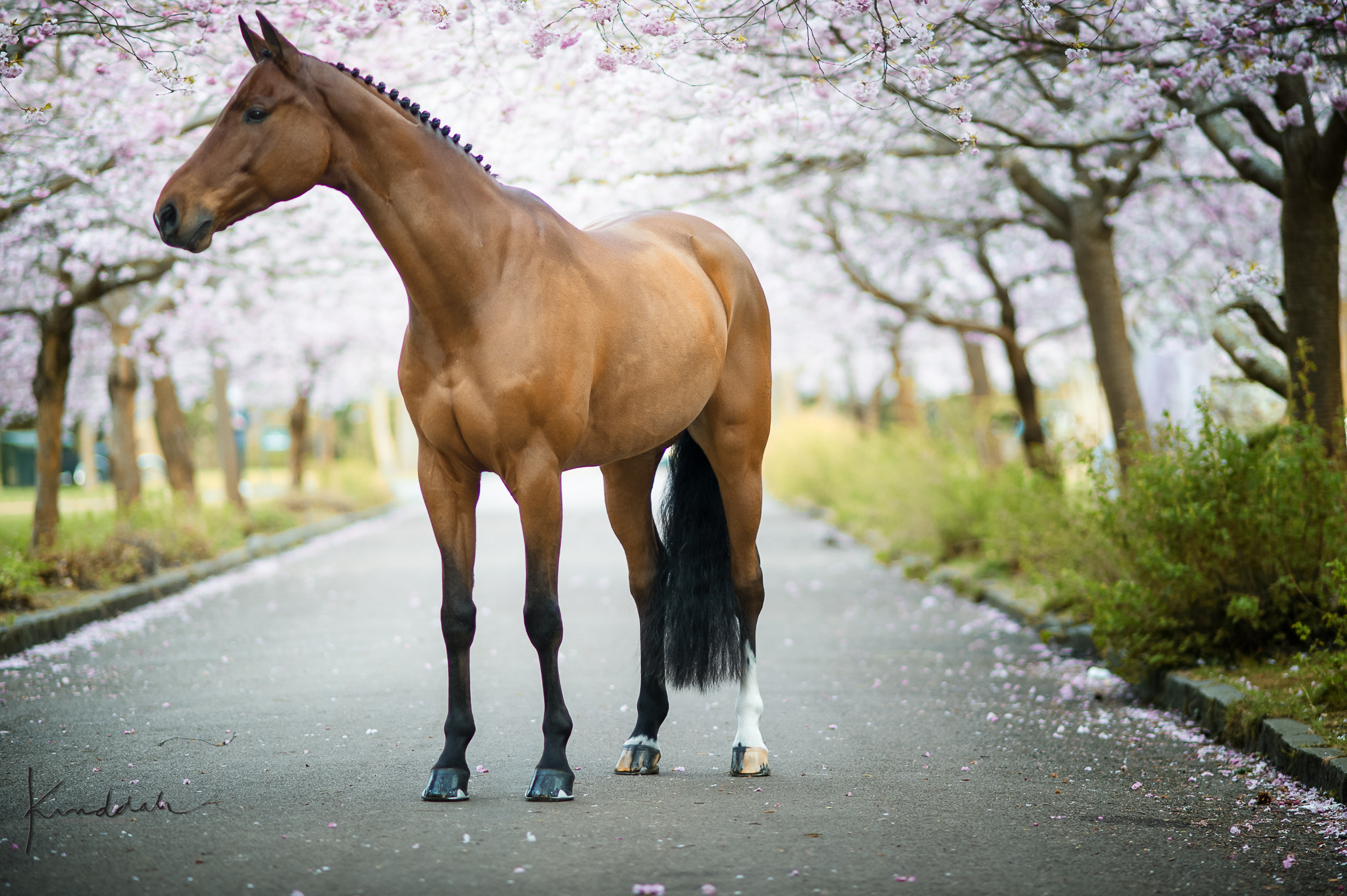 Nikon D3S + AF DC-Nikkor 135mm f/2D sample photo. The power of patience photography