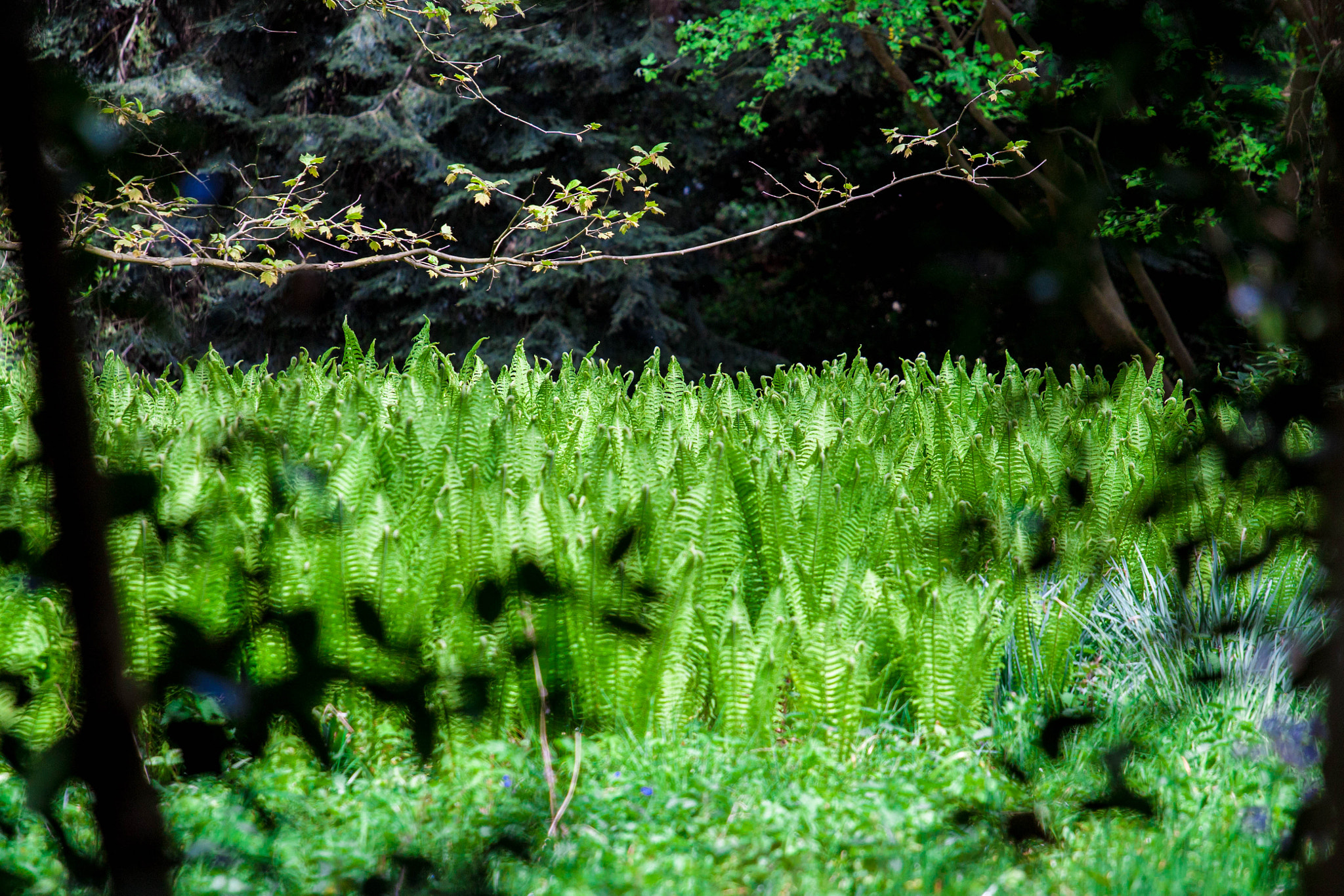 Canon EOS 450D (EOS Rebel XSi / EOS Kiss X2) sample photo. Powerful green photography
