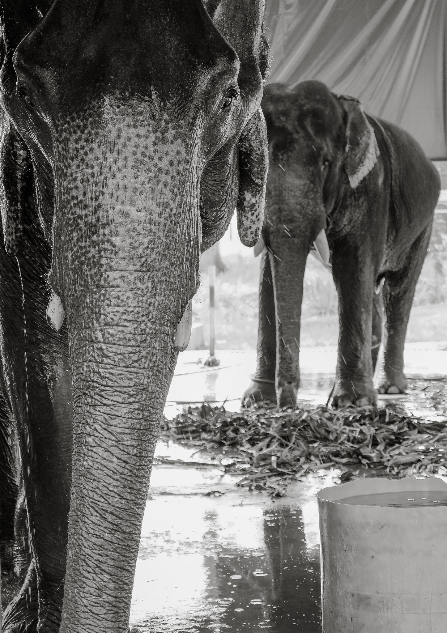 Fujifilm X-M1 sample photo. Two elephants from the elephant hospital photography