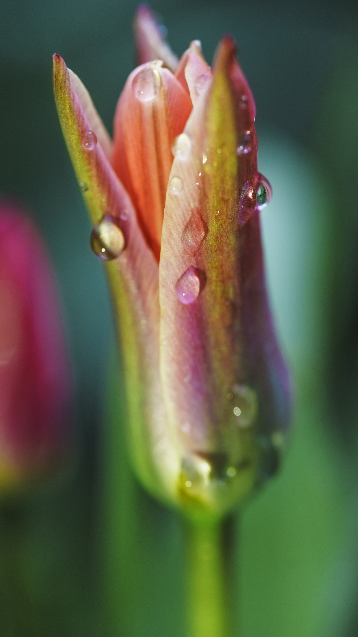Sony a7 II + Sony FE 90mm F2.8 Macro G OSS sample photo. The lonely one photography