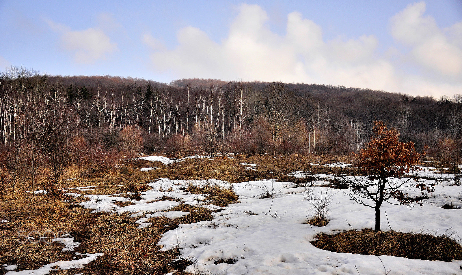 Nikon D90 sample photo. Winter is giving up photography