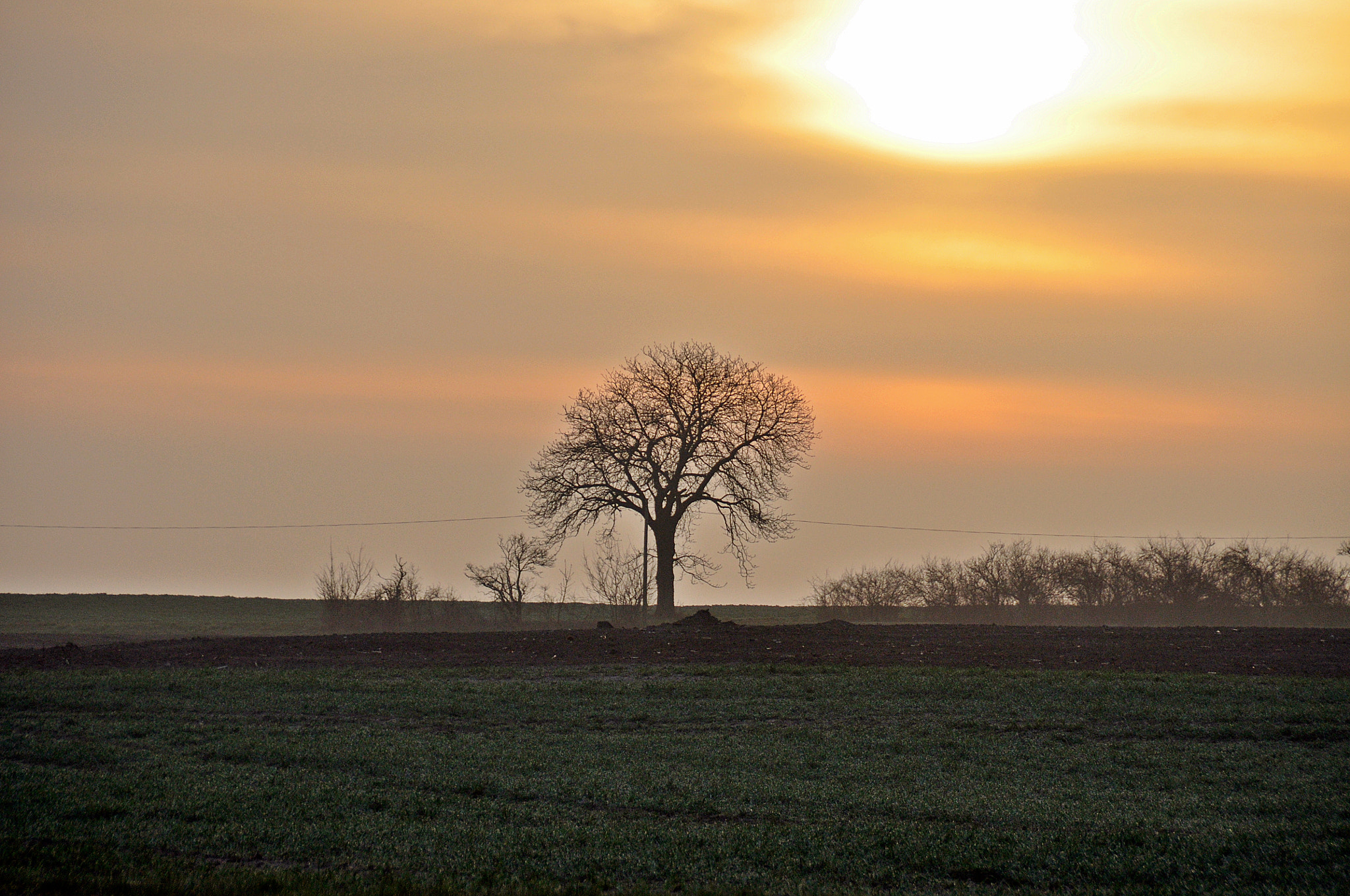 Nikon D5000 sample photo. Der baum photography