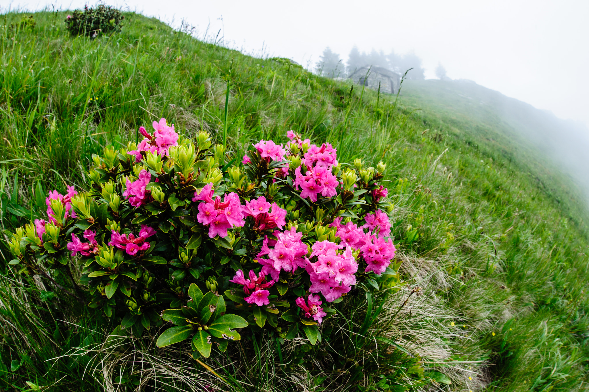 Nikon D700 + Sigma 15mm F2.8 EX DG Diagonal Fisheye sample photo. Alpenrose blooming at sella artondù photography