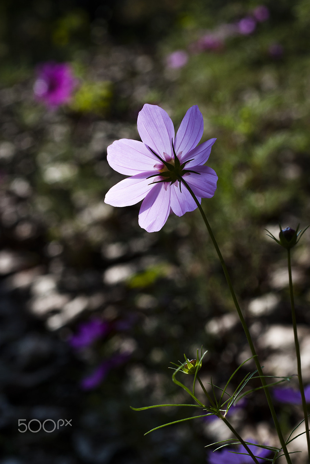 Nikon D80 + Nikon AF Micro-Nikkor 60mm F2.8D sample photo. 1753 photography