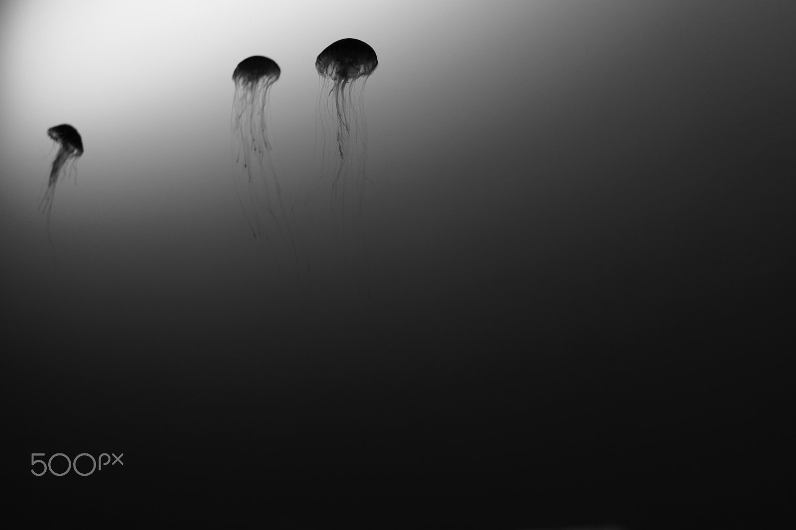 Sony a7 II sample photo. Jellyfish photography