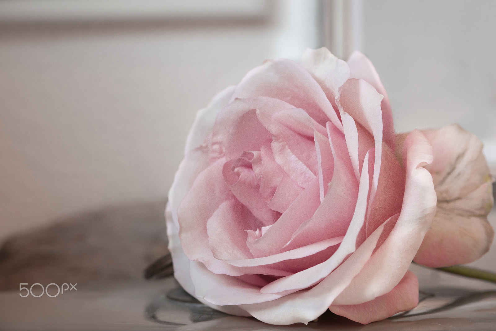 Nikon AF-S Micro-Nikkor 105mm F2.8G IF-ED VR sample photo. Rose photography