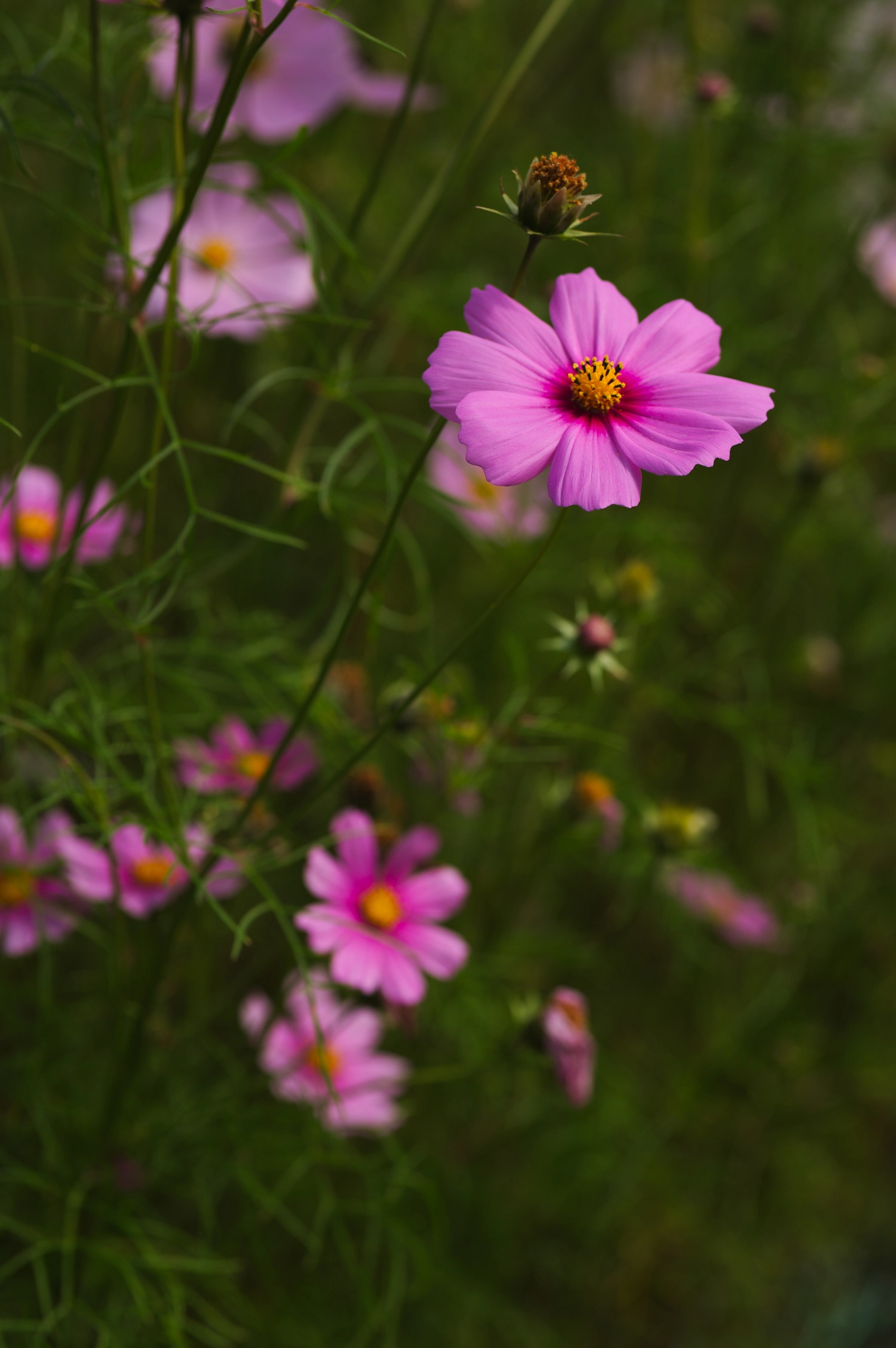 Canon EOS 5D + Sigma 105mm F2.8 EX DG Macro sample photo. Img_2961.jpg photography