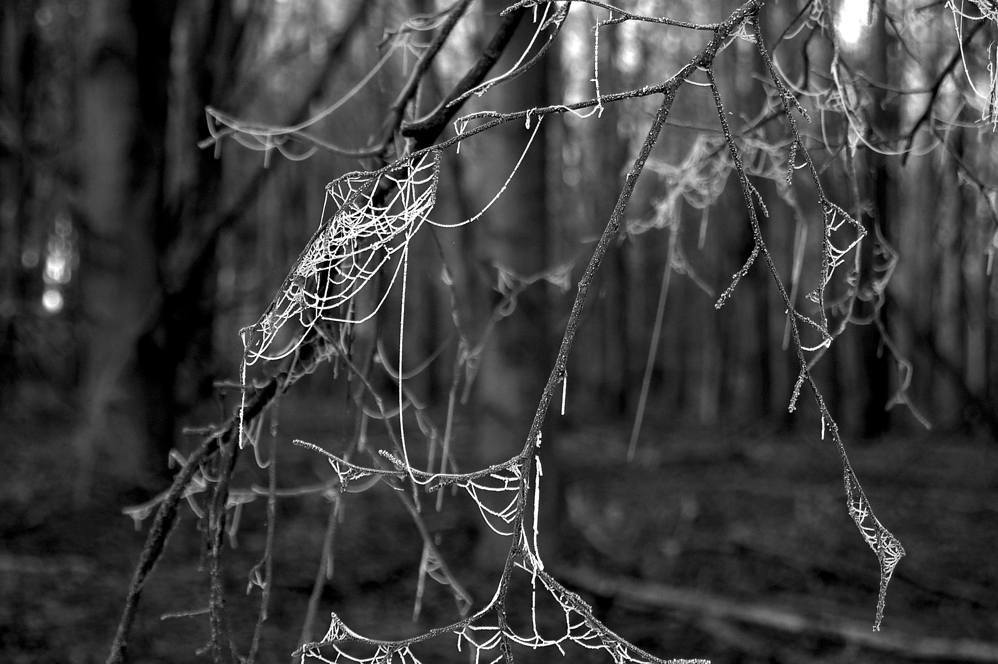 Nikon D40 sample photo. Frozen... photography