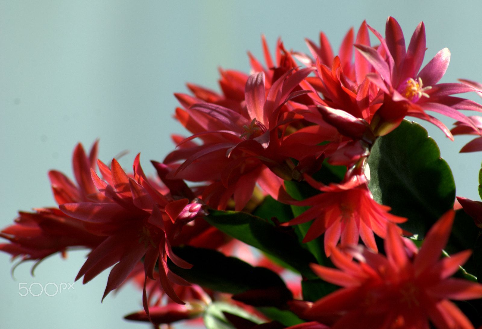 Nikon D3000 sample photo. Red easter cactus flowers photography
