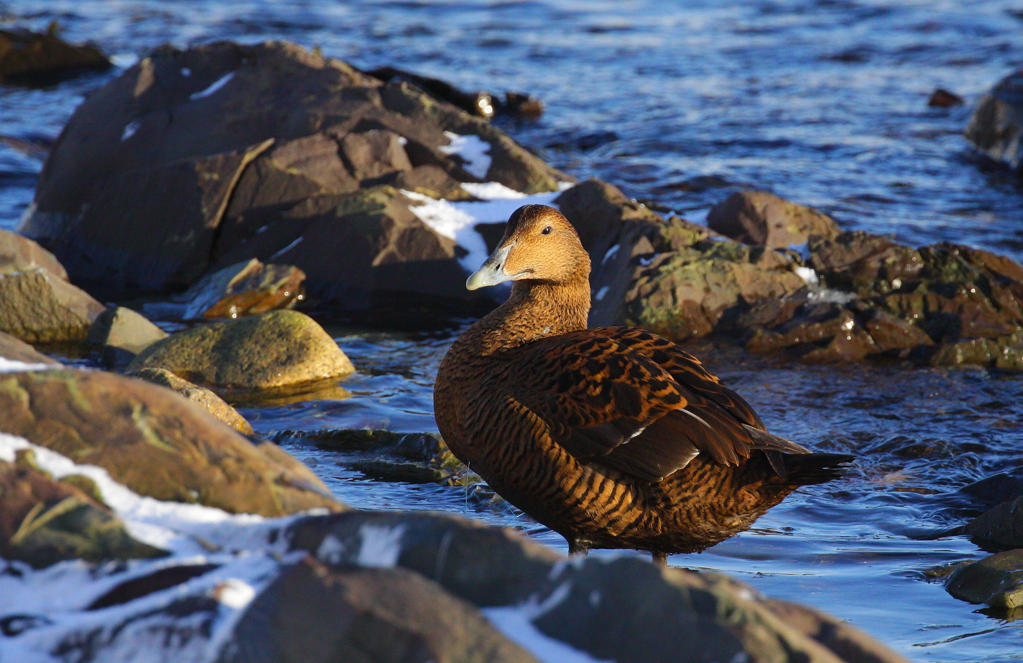 Canon EOS 50D + Canon EF 100-400mm F4.5-5.6L IS II USM sample photo. Common eider photography
