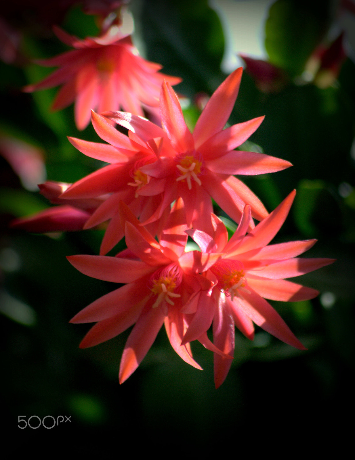 Nikon D3000 sample photo. Red easter cactus flower photography