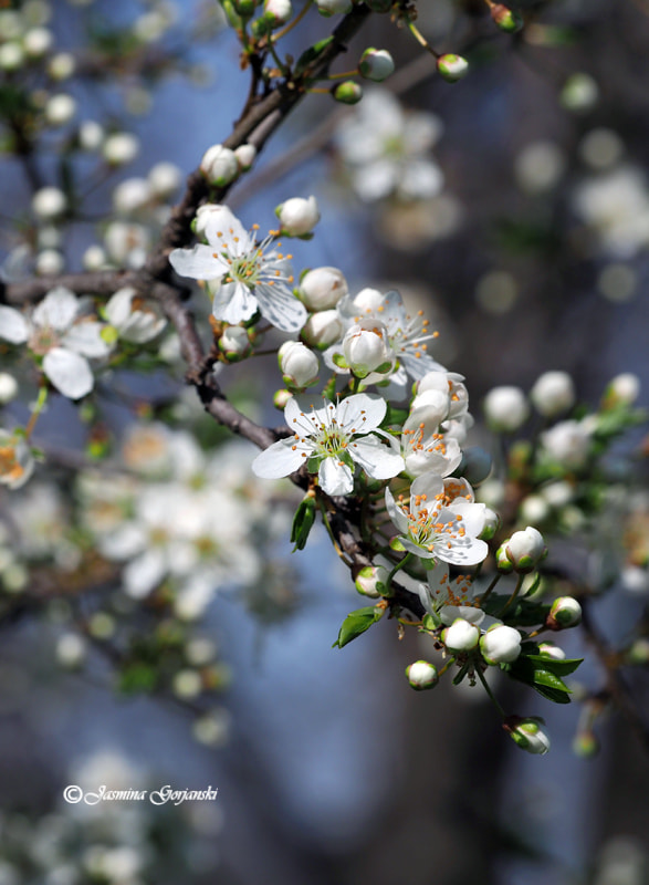 Olympus OM-D E-M1 Mark II + Olympus M.Zuiko Digital ED 40-150mm F2.8 Pro sample photo. Spring is here photography