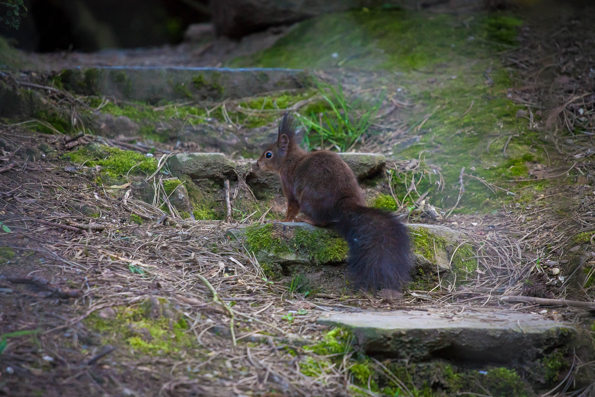 Canon EOS 450D (EOS Rebel XSi / EOS Kiss X2) + Canon EF 70-200mm F4L USM sample photo. Hello squirrel photography