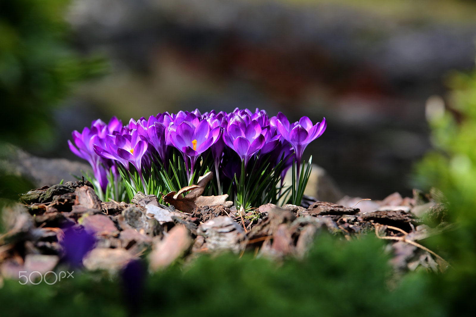 Sigma 70-200mm F2.8 EX DG OS HSM sample photo. Krokus forever photography