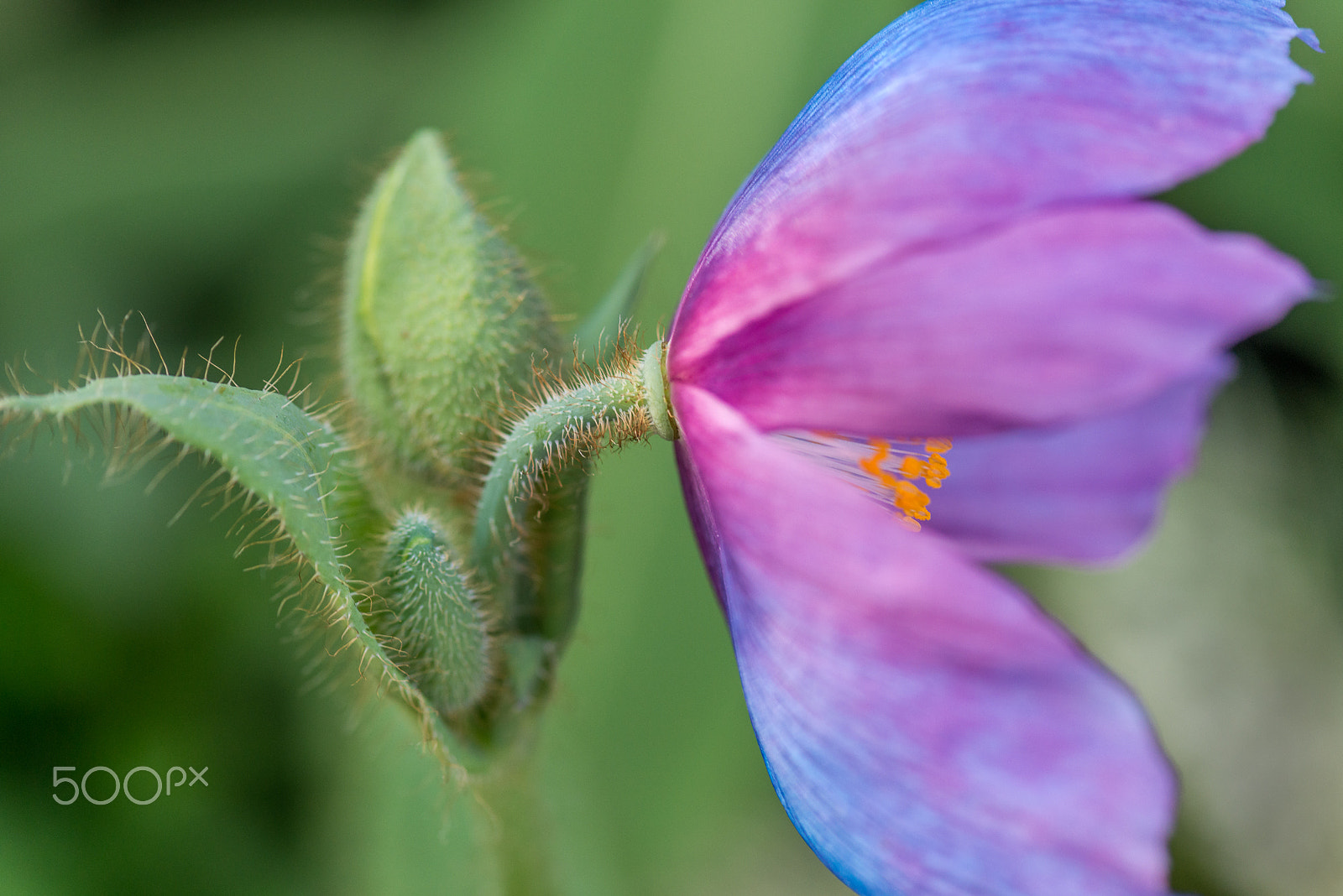 Nikon AF-S Micro-Nikkor 105mm F2.8G IF-ED VR sample photo. Poppy delight photography