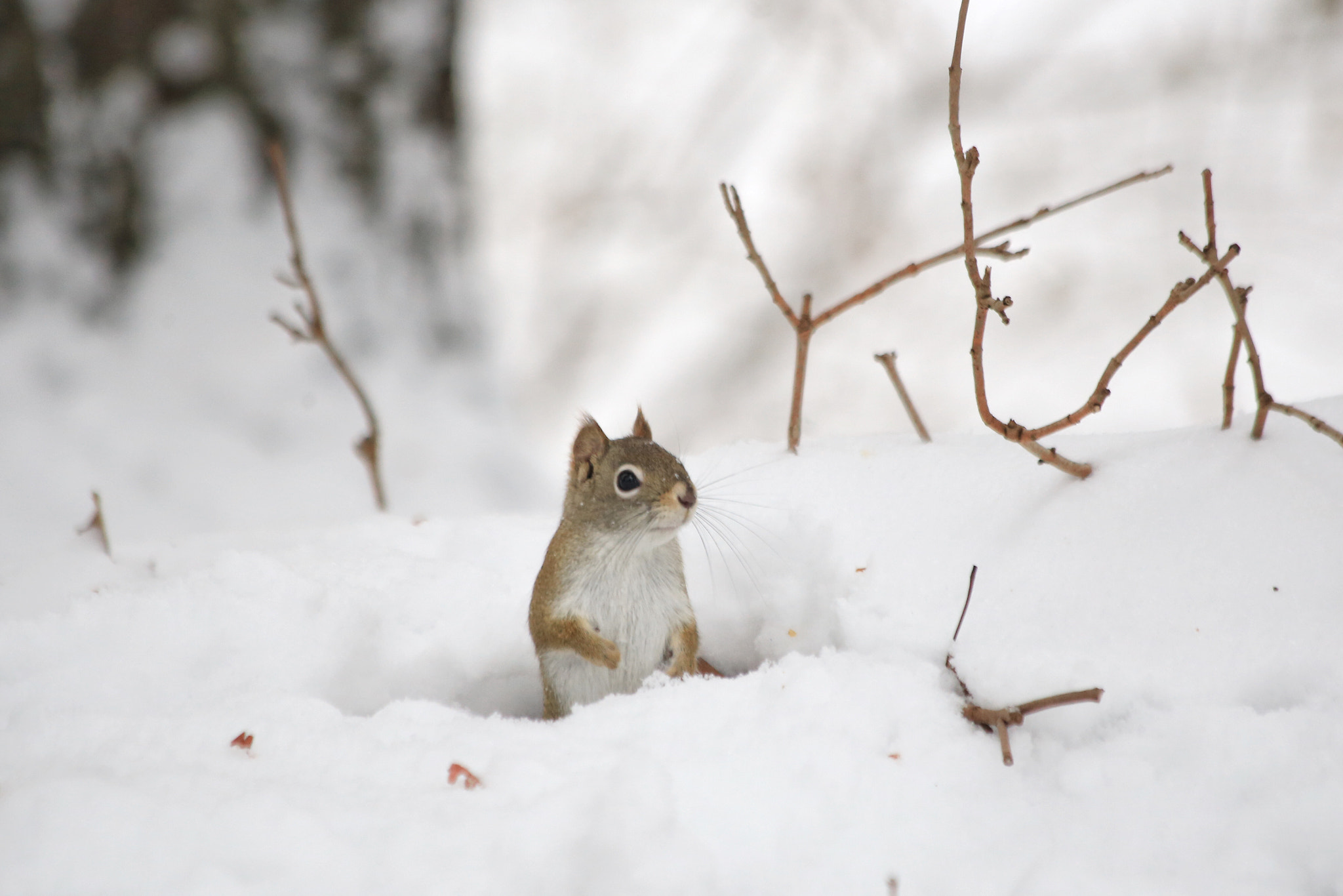 Canon EF 70-300mm F4-5.6 IS USM sample photo